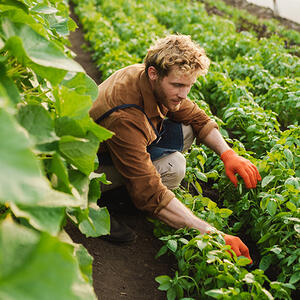 Farmer at work